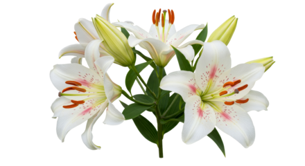 Blooming White Lily Flowers with Green Leaves on White Background