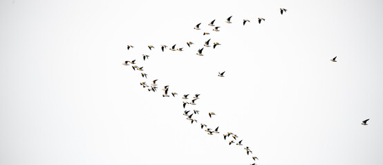 Flock of flying birds on white background isolated. Large flock of wild birds.