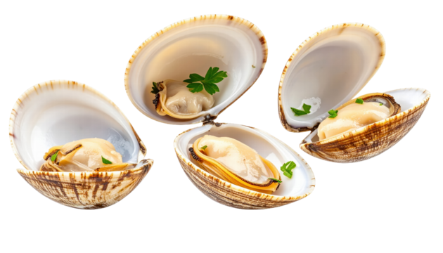 Fresh seafood clams with shell and green herb garnish, delicious and natural meal