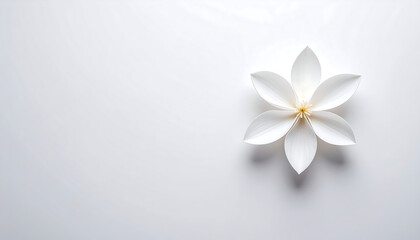 Fototapeta premium A white space with a single flower
