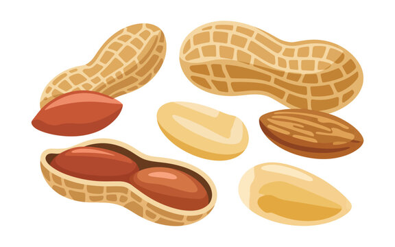 Collection of stylized peanuts in shells and shelled kernels on white background