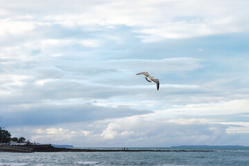 Sea birds captured flying and chasing each other at the beach