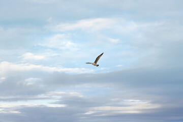 Sea birds captured flying and chasing each other at the beach