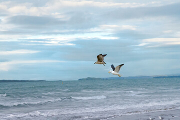 Sea birds captured flying and chasing each other at the beach