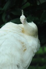 Species birds of the  family Pavo cristatus mut. alba. Majestic Peacock Detailed View Head and Neck...