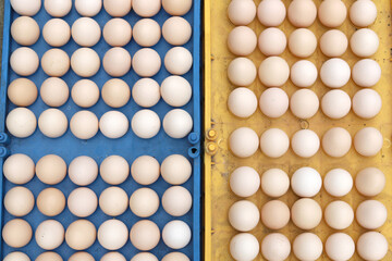 The free-range eggs are neatly arranged on the egg carton