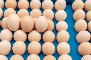 The free-range eggs are neatly arranged on the egg carton