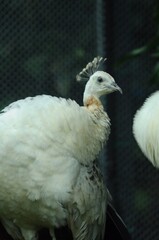Species birds of the  family Pavo cristatus mut. alba. Majestic Peacock Detailed View Head and Neck...