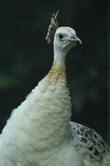 Species birds of the  family Pavo cristatus mut. alba. Majestic Peacock Detailed View Head and Neck...