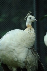 Species birds of the  family Pavo cristatus mut. alba. Majestic Peacock Detailed View Head and Neck  displaying vibrant white colors emerald details plumage showcasing iridescent feathers full bloom