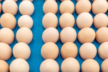 The free-range eggs are neatly arranged on the egg carton