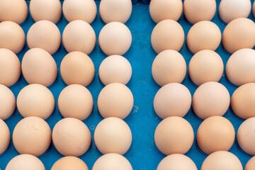 The free-range eggs are neatly arranged on the egg carton
