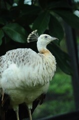 Species birds of the  family Pavo cristatus mut. alba. Majestic Peacock Detailed View Head and Neck...