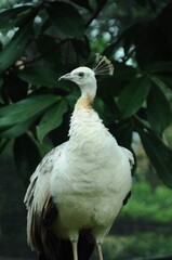 Species birds of the  family Pavo cristatus mut. alba. Majestic Peacock Detailed View Head and Neck...