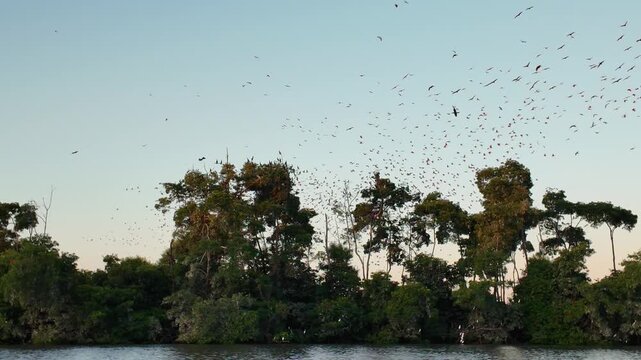 Flight Of The Guaras At Araioses In Maranhao Brazil. Wildlife Landscape. Parnaiba Delta Waterfront. Maranhao Brazil. Sea Birds Animals. Flight Of The Guaras At Araioses In Maranhao. Parnaiba Delta.