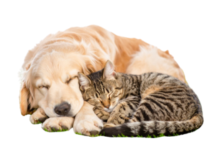 Golden Retriever and Tabby Cat Sleeping Side by Side on Green Grass, Peaceful Scene, Transparent PNG