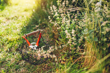 Close up of basket filled with catmint spent blooms and pruner in summer garden. Pruning nepeta to...
