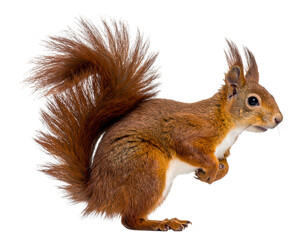 Obraz premium Red Squirrel Standing on Hind Legs with Bushy Tail Curved Up, Side Profile, Isolated PNG