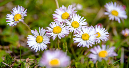 Fototapeta premium White small daisies blooming on grass background 