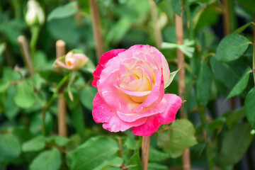 Pink roses in the garden of pink roses. Blooming Roses on the Bush. Growing roses in the garden. Toned with color filter and soft noise to get old camera effect. Soft focus and blurred.
