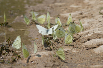 Closeup on an aggregation of European Green-veined White butterflies, Pieris napi in a mud pool