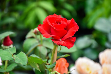 Old english roses, retro style. Toned with color filter and soft noise to get old camera effect. Soft focus and blurred.
