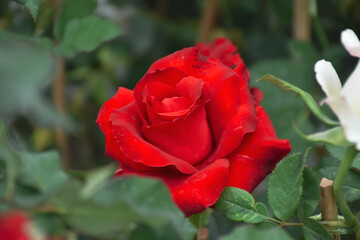 Old english roses, retro style. Toned with color filter and soft noise to get old camera effect. Soft focus and blurred.
