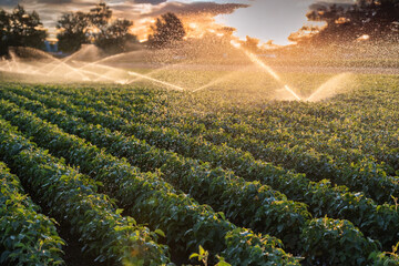 Lush green crops are being carefully irrigated by a system at sunset.