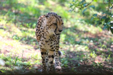 Cheetah Walking Gracefully Through Sunlit Forest Clearing