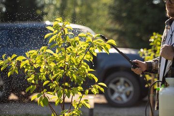 Garden sprayer. The gardener sprays tree in the garden with a spray bottle. Pest control concept....