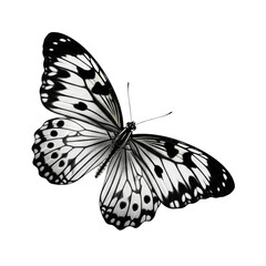 Iridescent butterfly with vibrant purple and teal wings isolated