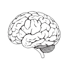 Anatomical illustration of a human brain isolated on white background showcasing its complex structure