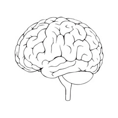 Anatomical illustration of a human brain isolated on white background, a symbol of intelligenc