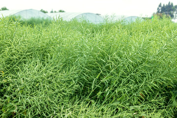 Green rape crops