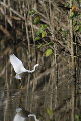 White egret bird standing in the natural mangrove of Barra Seca, Ubatuba, Brazil. Peaceful wildlife scene in the Atlantic Forest with native bird species and preserved coastal environment
