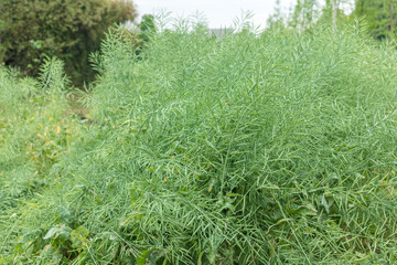 Green rape crops