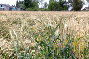 Mature wheat in the farmland