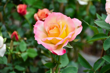 Pink roses in the garden of pink roses. Blooming Roses on the Bush. Growing roses in the garden. Toned with color filter and soft noise to get old camera effect. Soft focus and blurred.
