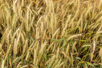 Mature wheat in the farmland