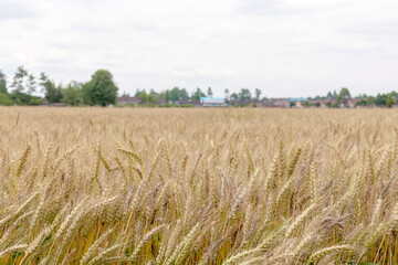 Mature wheat in the farmland