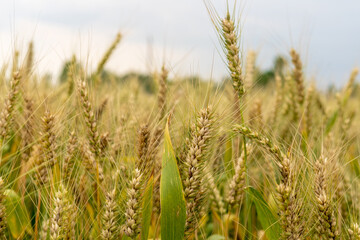 Mature wheat in the farmland
