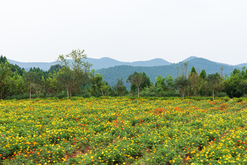 The flower sea scenery of Xiangshan in Hexin Town, Deyang, Sichuan Province