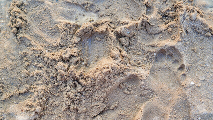 A close-up image of a single footprint imprinted in soft, wet beach sand, capturing the natural texture and detail of the grains
