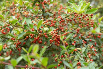 The plant of the Chinese medicinal herb, Fire Thorn Fruit