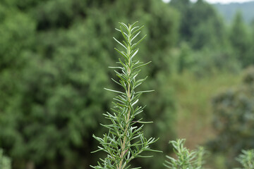 Green rosemary plants