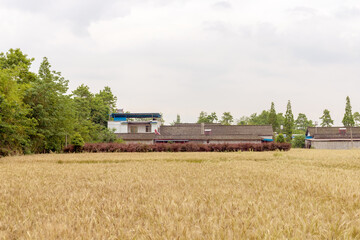 Fototapeta premium Mature wheat in the farmland