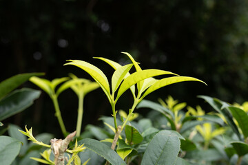 A tea plant sprouting new buds