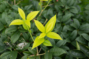 A tea plant sprouting new buds
