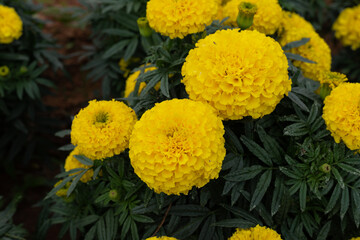 Yellow marigold flowers