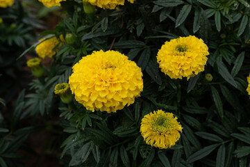 Yellow marigold flowers